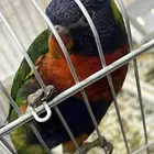 لوري اليف هدد متكلم