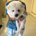 كلب تشاو تشاو
