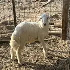 طلي حرى ( تم البيع )