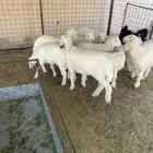 طليان خرفان