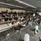 مزاد على دجاج بلدي لاخر سومه من نصيبه