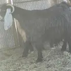 معزاء للبيع