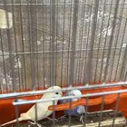 عصفير الباجي ذكر وأنثاه