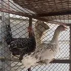 دجاجتين وديك الديك عمره شهرين يزود ماينقص