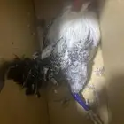 ديك بلدي