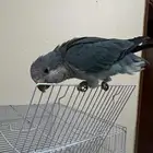 كويكر اليف وهدد