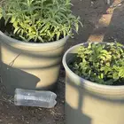 حبق ونعناع للبيع