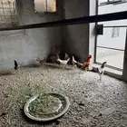 دجاج بلدي بحره المجاهدين