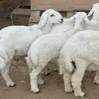 أربع خرفان مغلق