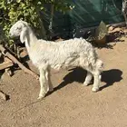 خروف اصفر سمين