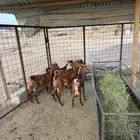 فاخر