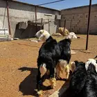 طليان نجد