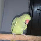 دره هندي الجنس أنثى