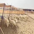 طليان ورخال مناسبات وثلاحة