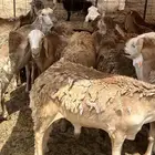 سواكني تربيه للمناسبات وثلاجه