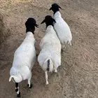 برابر مرابي 8 شهور