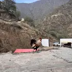 للبيع دجاج عربي وبط ودجاج جبنيز وديك رومي