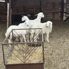 خرفان للبيع