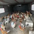 ديوك دجاج بلدي للبيع الوان فاتحه