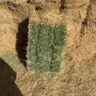 برسيم للبيع