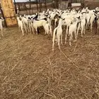 تيوس بيشية