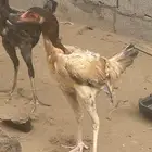 دجاج شامو ديك ودجاجه العمر سته اشهر