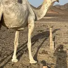 ضريبه وضحاء ب7500 تم البيع