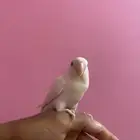 روز البينو هدد