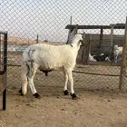 سواكن طيبه وفل شحم ومرابي 3 شهور