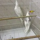 زوج كروان هفي بايد بصمه