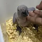 صغار الكاسيكو انتاج محلي