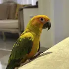 صن كنيور أليف جدا