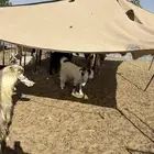 معزة جذع