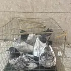 حمام طبات امهاته مطيار شرط