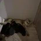 قطط