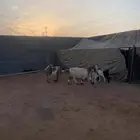 معزا متابيع