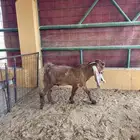تيس مشروط مشروك