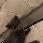قطه سكوتش فولد
