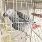 طير كاسكو