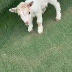 ماعز قزم عناق أمريكي تشيكي