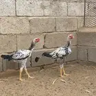 ديوك باكستاني