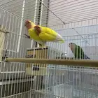 بغبغاء الروز
