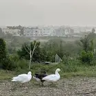 وز بلدي