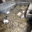 ارانب اناثي وذكر واحد