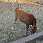 بقره للبيع