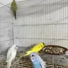طيور الحب