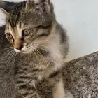 قطط كتين للتبني