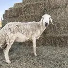 الغنم حري و النجدي