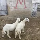 العرضيه الجنوبيه