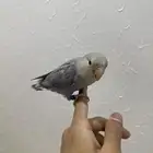 روز